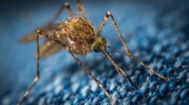 הגנה נגד יתושים באופן טבעי